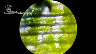 Cyclosis of Hydrilla Leaf under light microscope [upl. by Llednor]