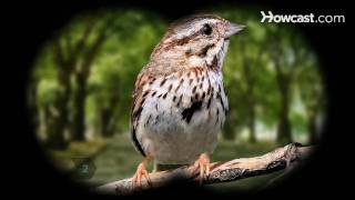 How to Identify Birds The Song Sparrow [upl. by Neenad]