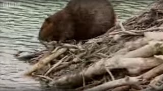 How Do Beavers Build A Dam  BBC [upl. by Ttocs]