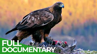 The Golden Eagle  Kings of the Alps  Free Documentary Nature [upl. by Elletsirk631]