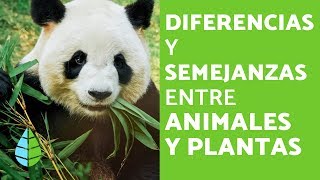 SEMEJANZAS y DIFERENCIAS entre PLANTAS y ANIMALES [upl. by Hildagard394]