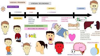 EPSTEIN BARR VIRUS  mononucleosis infecciosa [upl. by Frendel]