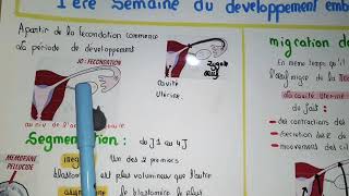 1ere semaine du développement embryonnaire EMBYOLOGIE ORAN [upl. by Surat]