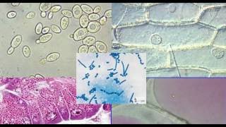 02 video microscopes cellules [upl. by Nnylyt947]