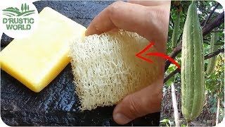 How to Make Loofah Sponge at Home [upl. by Anjanette]