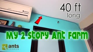 I Made a 2Storey Ant Farm  40 Feet Long [upl. by Mcloughlin782]