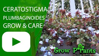 Ceratostigma plumbaginoides  grow amp care Hardy Plumbago [upl. by Dicks]