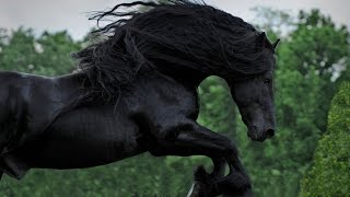 WATCH AND BE CAPTIVATED FRIESIAN STALLION FREDERIK THE GREAT [upl. by Keeler941]