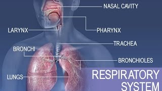 Anatomy and Physiology of Respiratory System [upl. by Neved]