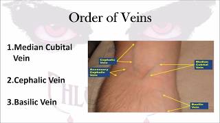 Phlebotomy The Order of Veins [upl. by Kadner]