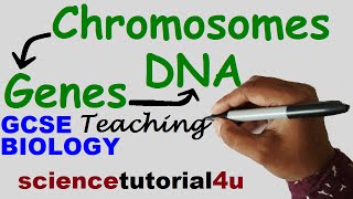 DNA CHROMOSOMES GENES amp ALLELES GCSE Science Biology [upl. by Madelle]