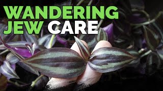 Wandering Jew Plant Care Growing Tradescantia Zebrina [upl. by Alemahs]