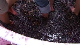 Angelas Adventures Grape Stomping [upl. by Torhert]