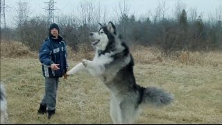 Giant Alaskan Malamutes  Unleashing the Hounds on the World [upl. by Nevanod]