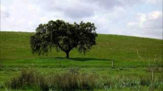 Verdes são os campos José Afonso [upl. by Ornstead]