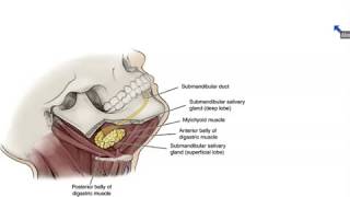 Submandibular and Sublingual Salivary Glands  Dr Ahmed Farid [upl. by Richel]