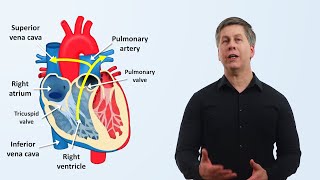 The Cardiovascular System An Overview [upl. by Llerraj22]