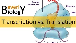 Transcription vs Translation [upl. by Jezabelle135]