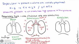 Pulmonary and Alveolar Ventilation [upl. by Hayott]