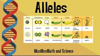 Alleles vs Gene [upl. by Yesima]