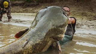 Monster Italian Catfish caught on camera  HD by Yuri Grisendi [upl. by Eicyak502]