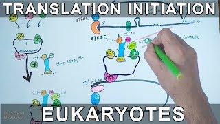 Translation Initiation in Eukaryotes [upl. by Giffer]