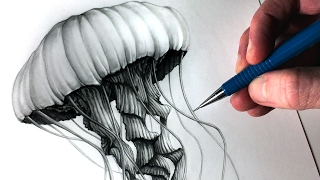 How to Draw a Jellyfish [upl. by Ulda515]