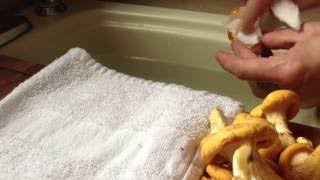 How to Clean Chanterelle Mushrooms [upl. by Anwahsak]