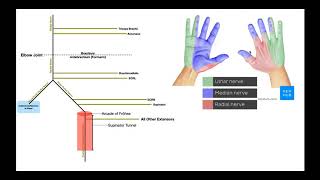 Radial Nerve Overview  Branches amp Functions [upl. by Yretsym]