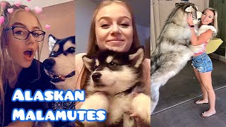 NEW Alaskan Malamute Video Compilation Funny amp Cute  Snow Dogs  Wolf Dogs [upl. by Noami]