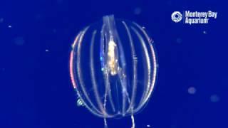 Sea Gooseberry Comb Jellies Feeding [upl. by Ratha857]