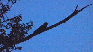 European Nightjar Call  Caprimulgus europaeus [upl. by Adnole]