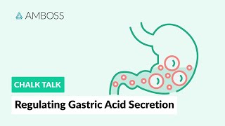 Regulating Gastric Acid Secretion Acetylcholine Gastrin and Histamine [upl. by Ahsaele]