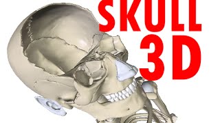 Skull Anatomy  Bones and Structures  Head Anatomy 1 [upl. by Leinnad483]