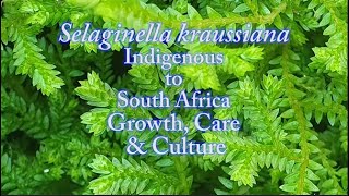 How to Care for Selaginella kraussiana Growth Care amp Culture [upl. by Ima]