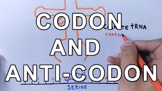 What is Codon and AntiCodon  Difference and Working Explained [upl. by Aettam]