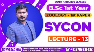 Lt13 Sycon Part01 Phylum Porifera Zoology Paper 1st  BSc1st Year [upl. by Aham]