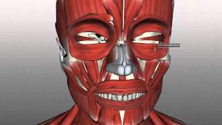 Muscles of Facial Expression  Anatomy Tutorial PART 1 [upl. by Hillegass]