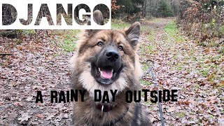 Django the Eurasier Dog  A rainy day outside [upl. by Yekciv608]