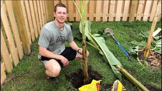 How to Plant Elephant Ear Bulbs [upl. by Brendin]