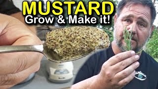 How to Make Homegrown Homemade Mustard [upl. by Shien716]