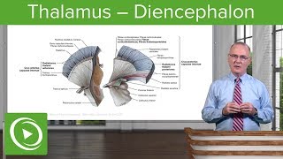 Thalamus – Diencephalon  Lecturio [upl. by Naie]