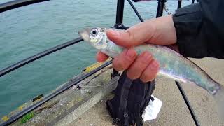 Southend pier fishing for Herring [upl. by Misak]