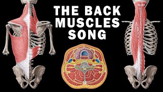 THE BACK MUSCLES SONG [upl. by Akcimahs]