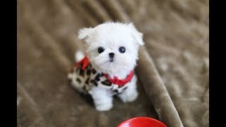 MUST WATCH LOOK HOW CUTE THIS MALTESE IS Teacup Puppy [upl. by Waterman880]