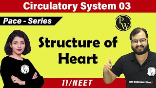 Circulatory System 03  Structure of Heart  Class 11  NEET [upl. by Tol769]