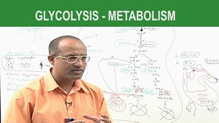 Glycolysis  Metabolism  Dr Najeeb [upl. by Albion324]