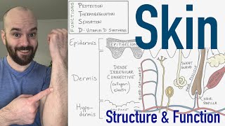 Integumentary System  Structure and Function of the Skin [upl. by Azyl]