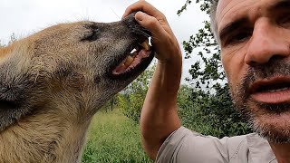 Hyenas Scents and Sense Abilities  Hearing  The Lion Whisperer [upl. by Placidia]