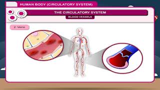 Human Body Circulatory System class8 [upl. by Mahtal]